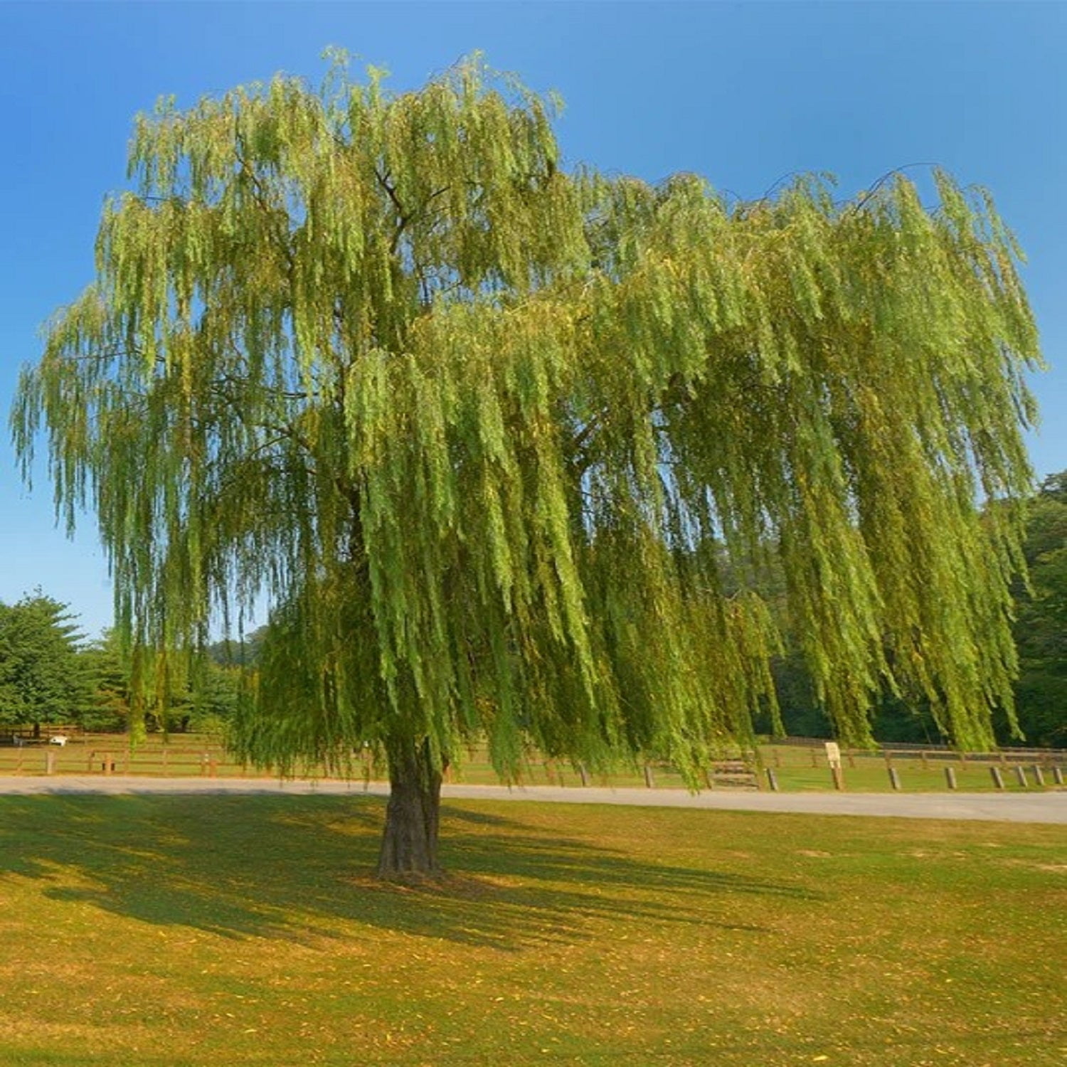 Expert Gardener 2-3 ft Weeping Willow Tree Live in 5- Gallon Grower Pot