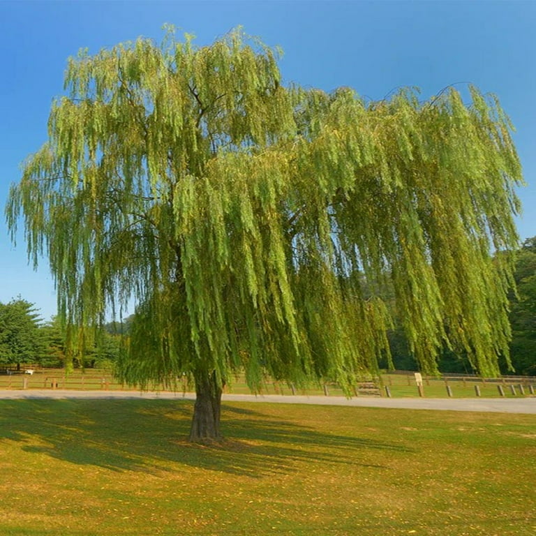Weeping Willow in Serious Decline - Laidback Gardener
