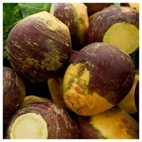 Everwilde Farms - 1 lb American Purple Top Rutabaga Seeds - Gold Vault Bulk Seed Packet