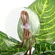 thumbnail image 2 of Tanque de reptiles, planta falsa, decoración de plantas artificiales, adorno de planta vívida, decoración de tanque de reptiles, 2 of 6