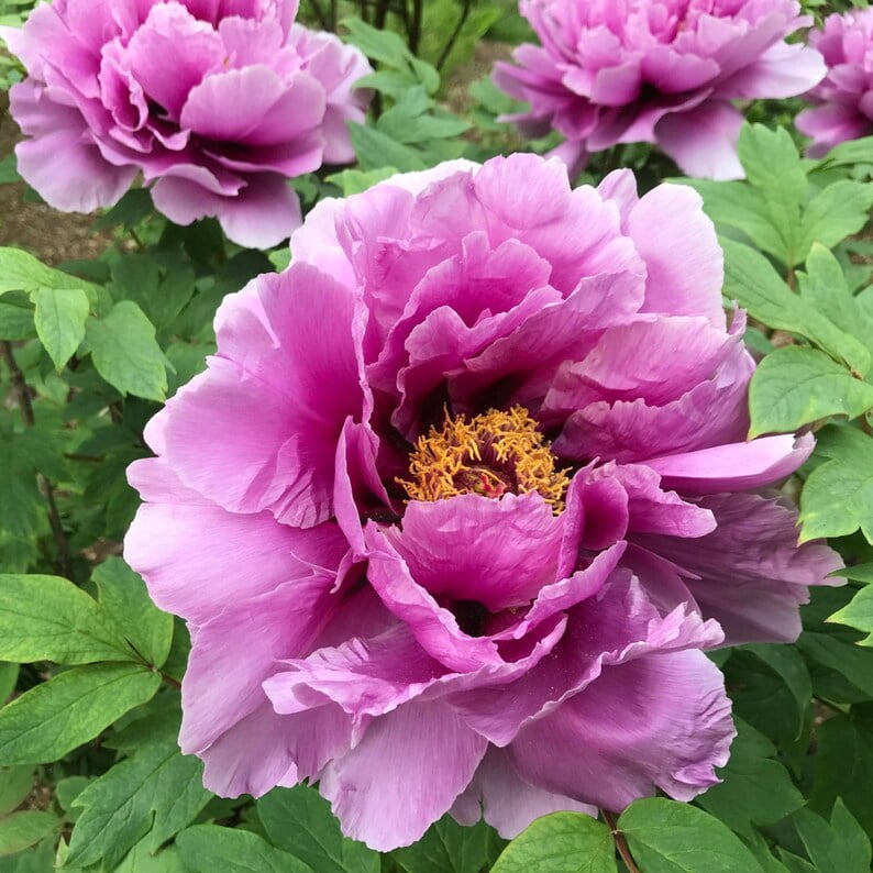 10 Peony Seeds Pink Chojuraku Tree Peony Flower Seeds Paeonia Butterflies Open-Pollinated Heirloom
