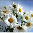 thumbnail image 1 of Blooming Daisy - Peinture Diamant DIY, 1 of 6