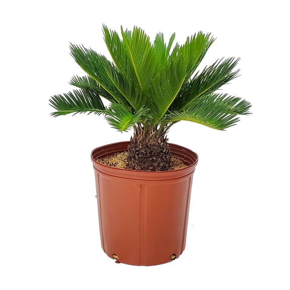 Tropical Plants of Florida 16" to 22" Sago Palm Tree Plant; Indoor Plant, Large Plant, Growers Pot