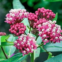 Sherwood's Seeds Soulmate Swamp Milkweed Butterfly Weed Plant Seeds