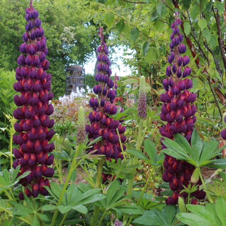 30 Seeds Masterpiece Lupine Seeds Lupinus Heirloom Flower Native Wildflower Pollinator Friendly Perennial