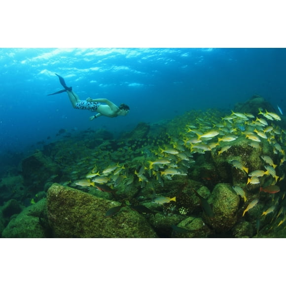 A Tourist Swimming With A School Of Fish Underwater At Los Islotes National Marine Park Espiritu Santo Island; La Paz Baja California Mexico Poster Print (38 x 24)