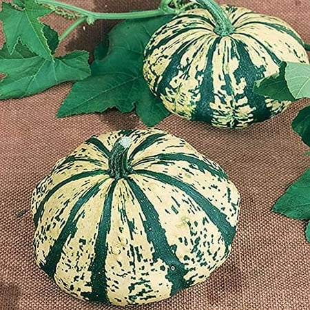 

Partial Eclipse Summer Squash Seeds | 10 Seeds Packet | Grow Colorful Mini Pumpkins