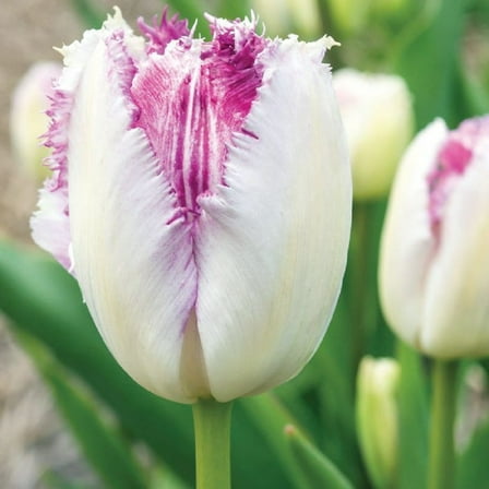 Eyelash Fringed Tulip 5 Bulbs - White/Purple - 12/  cm Bulbs