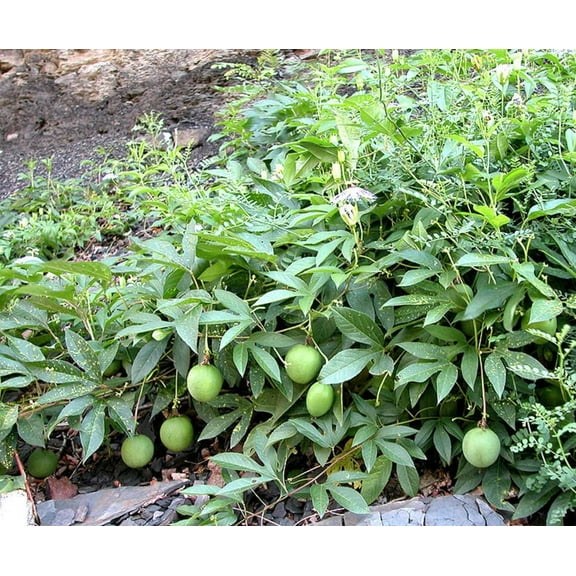 Wild Apricot Seeds - 30 Seeds - Wild Passion Flower