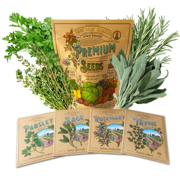 Mountain Valley Seed Company 1300 Parsley Plant Seeds, GMO Free