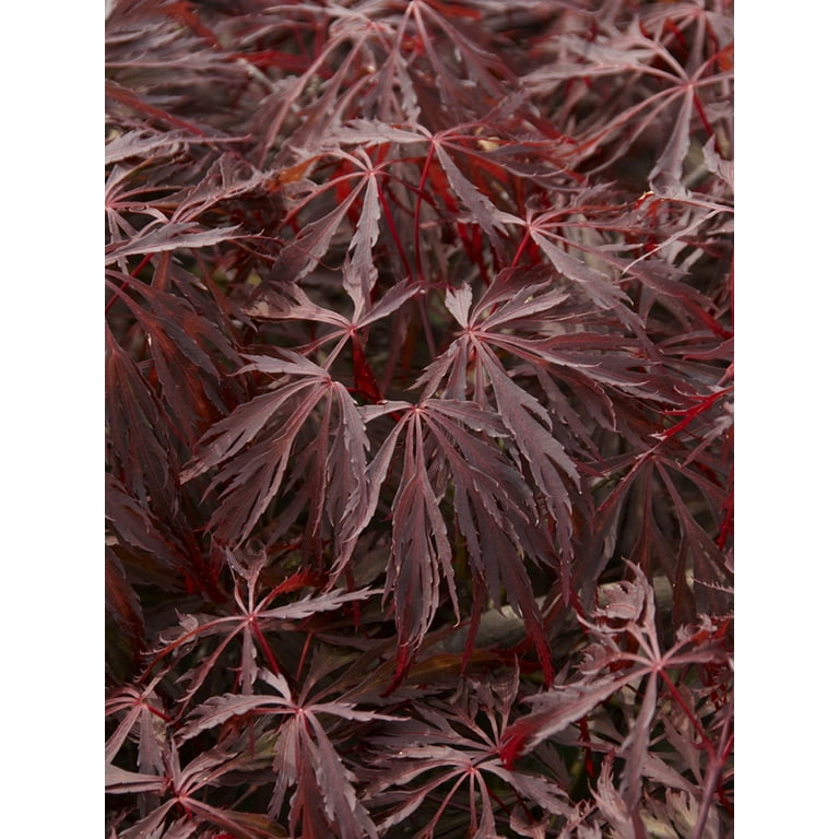 Expert Gardener Japanese Maple Crimson Queen Live Tree 1 Gallon