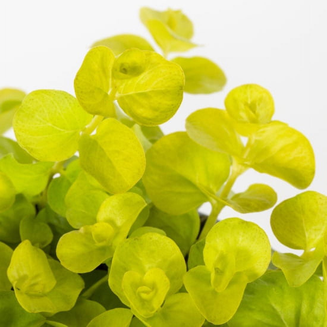 Better Homes & Gardens 1PT Green Lysimachia Live Annual Plant Sun