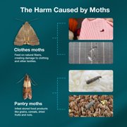 Moth Trap 10-Pack, Slowly Releases Enhanced 2X Pheromones, Lures, Trap & Kill Pantry & Clothes Moths, Food, Wardrobe & Dresser Moth Treatment & Prevention, Odorless, Safe & Eco-Friendly