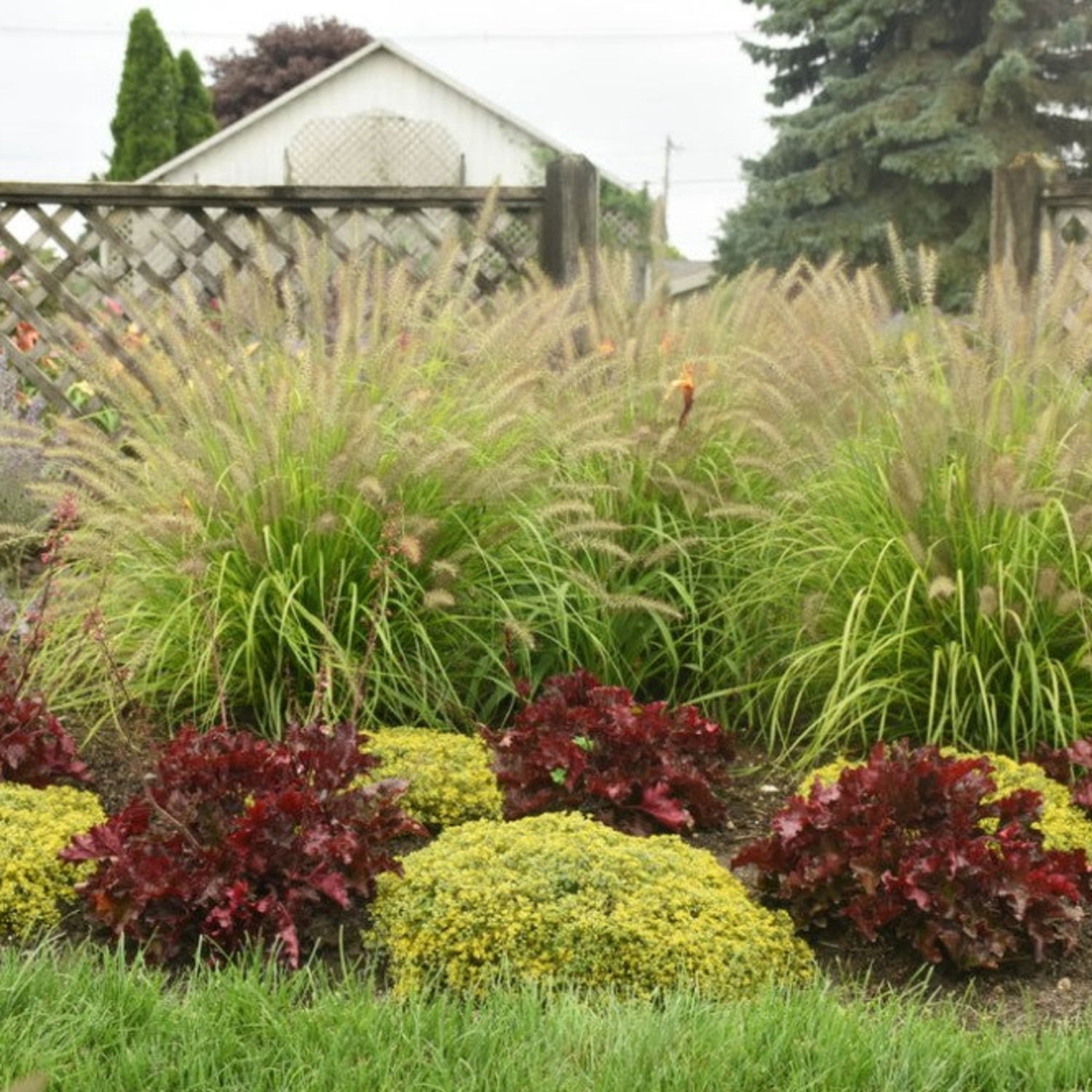 Proven Winners 6" Yellow Prairie Winds 'Lemon Squeeze' Fountain Grass Live Plant in 6.5" Pot