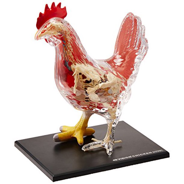 4D Vision Chicken Anatomy Model