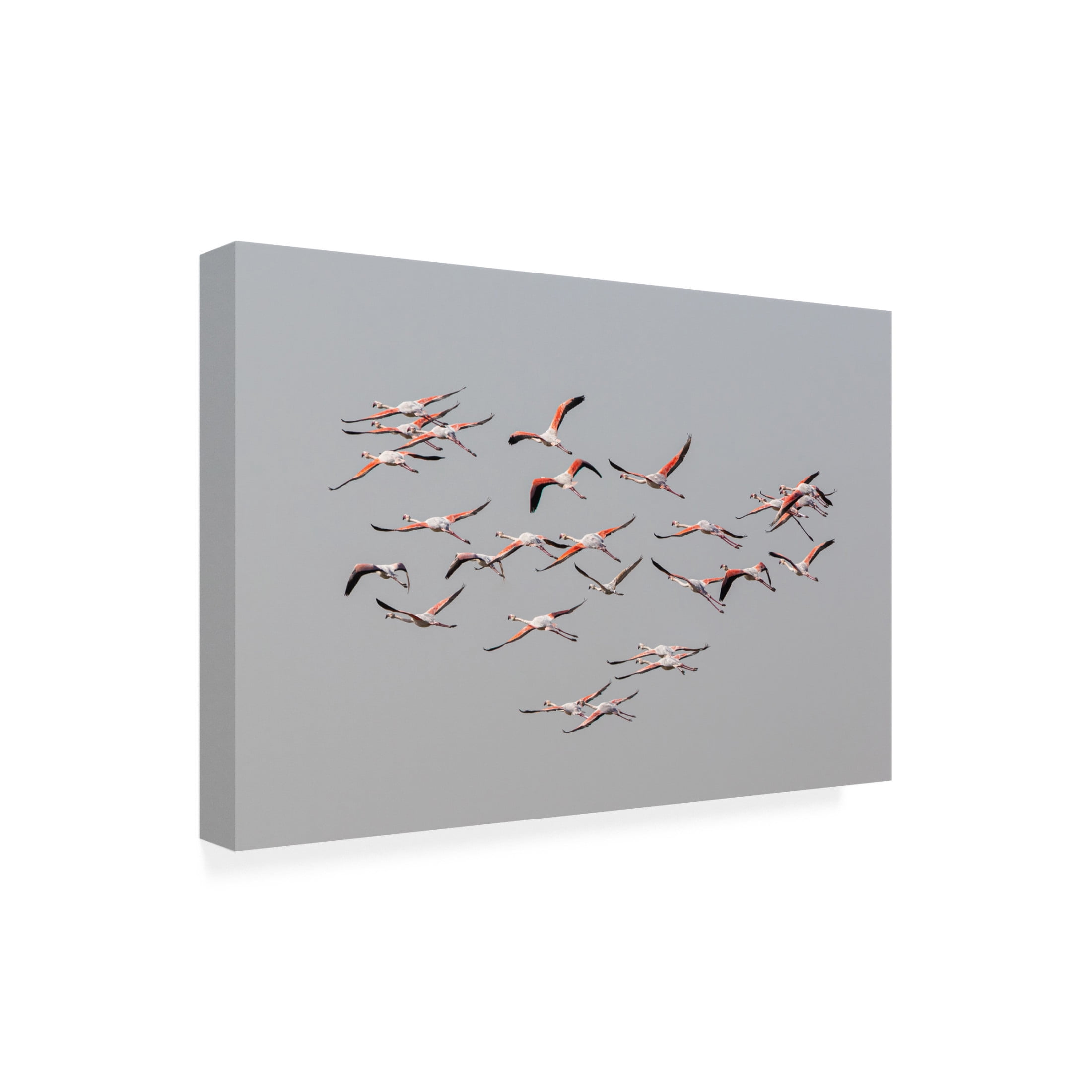 Trademark Fine Art Natalia Rublina Greater Flamingos In Flight Canvas Wall Art