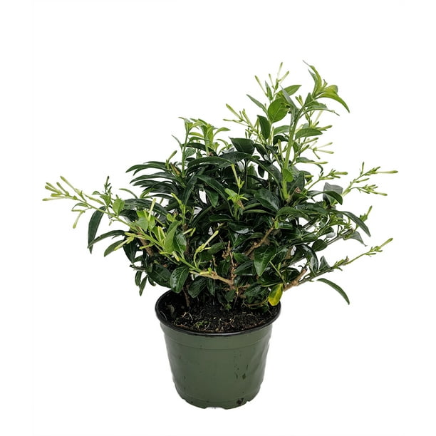 Hirt's Night Blooming Jasmine Plant Cestrum nocturnum 6" Pot