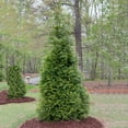 thumbnail image 3 of Direct Gardening Green Giant Arborvitae Upright Evergreen 5 to 6 feet Tall Bare Root Plant, 3 of 6