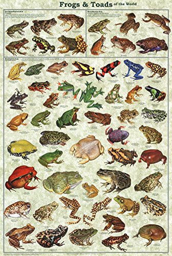 Frog NEW Educational Motivational Classroom Print POSTER Stick To It 2 