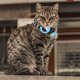 thumbnail image 5 of Collar De Gato De 1 Pieza Collar Para Mascotas Collar De Borla De Campana Colorida - Azul ER, 5 of 5