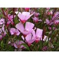 thumbnail image 2 of 500 Pink FAREWELL TO SPRING Clarkia Elegans Godetia Flower Seeds, 2 of 3