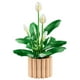 thumbnail image 3 of Set LEGO Botanicals Lirio de la Paz 11504, 3 of 4