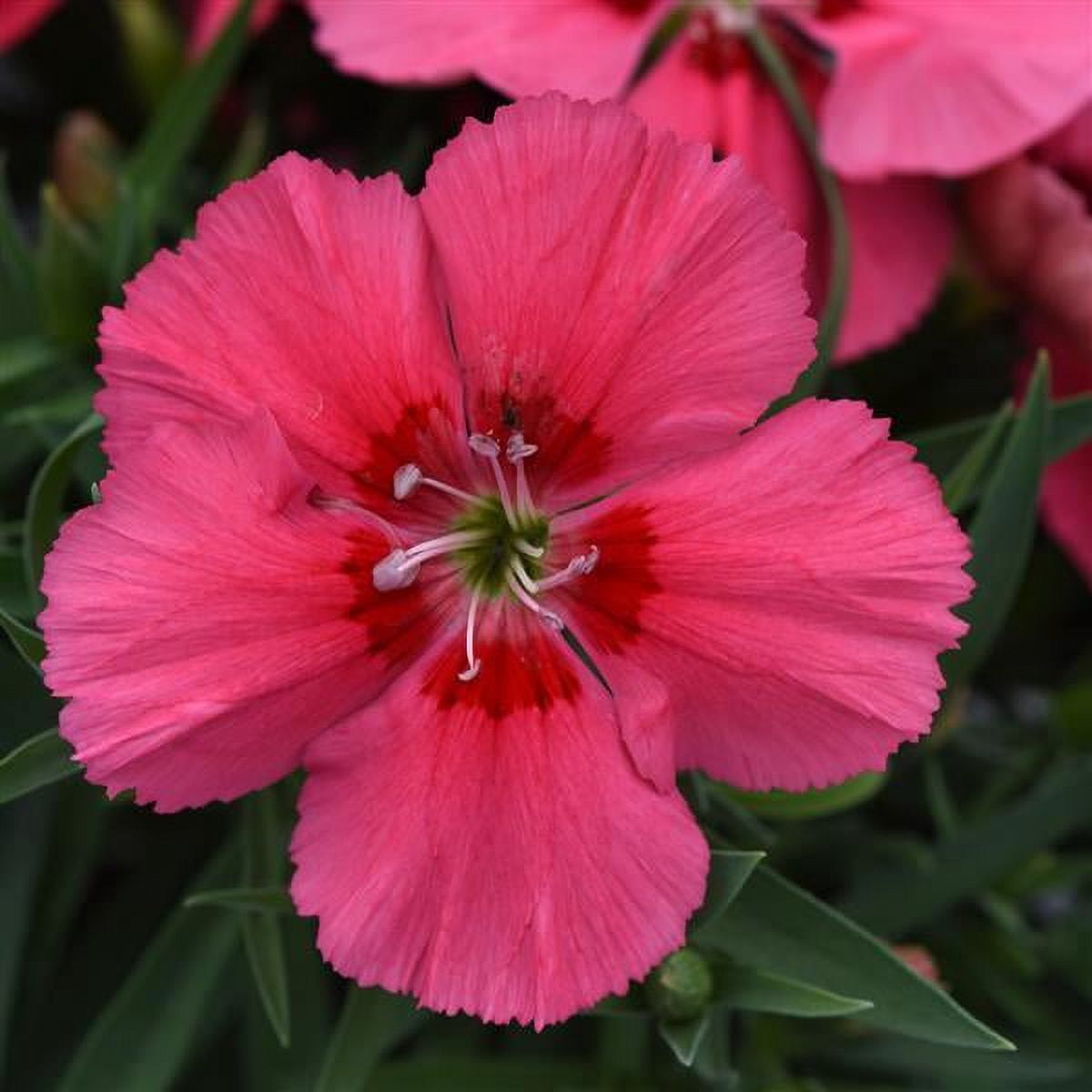 Expert Gardener 1.5 Gallon Hanging Basket Multicolor Dianthus Annual Live Plants Full Sun