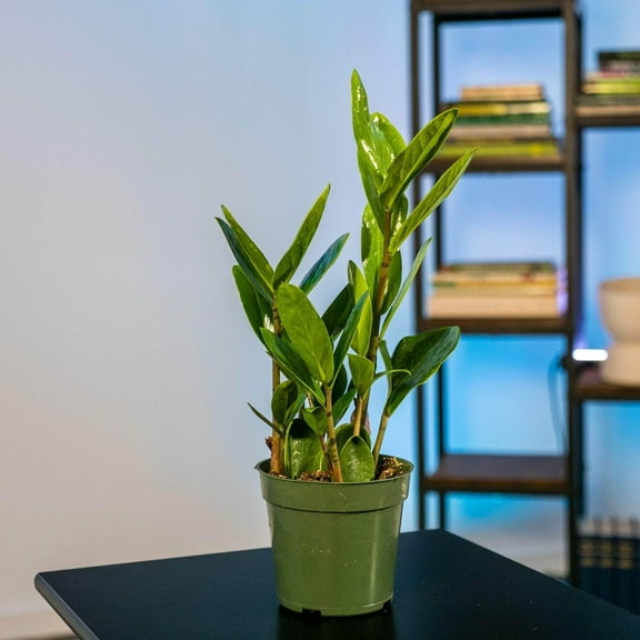 Lucky ZZ Plant-Zamioculcas zamiifolia-Perfect for beginners 10" Pot