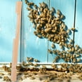 thumbnail image 4 of BESTYASH 2 Pcs Wood Insect House Beehive Door For Better Use, 4 of 8