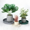 thumbnail image 5 of Uxcell 9 Inch Plant Saucers Tray, Durable Plastic Round Flower Pot Drip Tray, Grey 4Pcs, 5 of 5