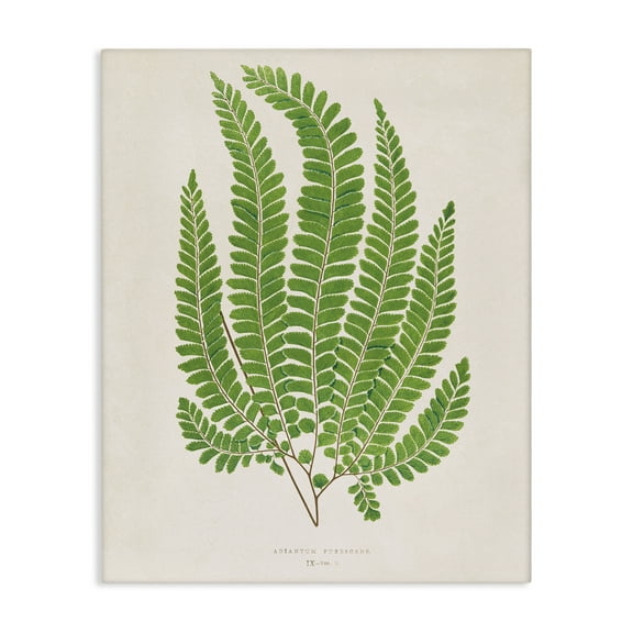 Stupell Industries Cottage Ferns Study Floral Painting Wrapped Canvas Canvas Art Print Wall Art, 16 x 20