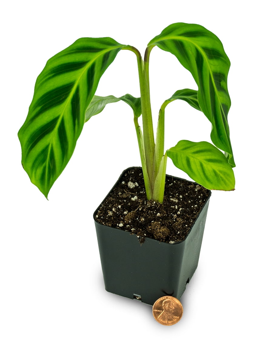 zebra plant yard garden outdoor living on Calathea Zebrina Zebra Plant Walmart Com Walmart Com