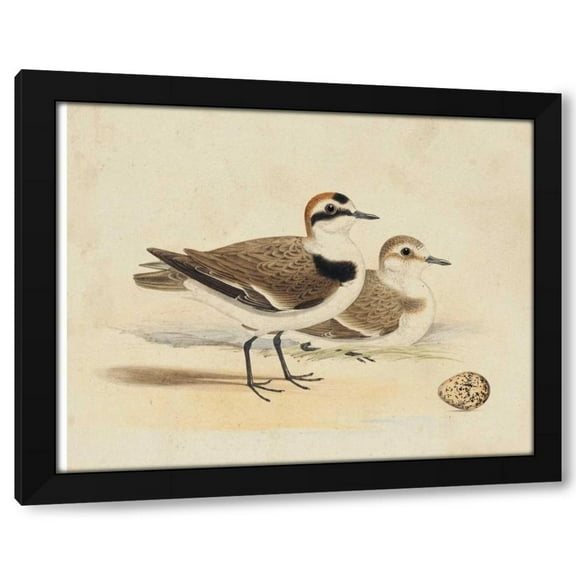 H.L. Meyer 14x12 Black Modern Wood Framed Wall Art Titled - Meyer Shorebirds V