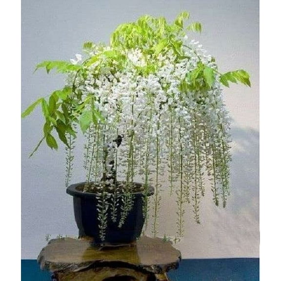 CZ Grain 5 White Wisteria Bonsai Tree Seeds, Rare