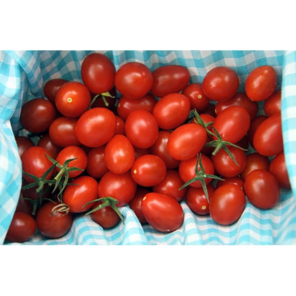 Moby Grape Tomato Plant - Distinctively Sweet - 2.5" Pot