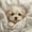 White, variant on Homewish Cream Maltese Puppy Twin Comforter Sets,Cartoon Pet Dog Bedding Set,White,Reversible,2 Pieces,1 Comforter and 1 Pillowcase