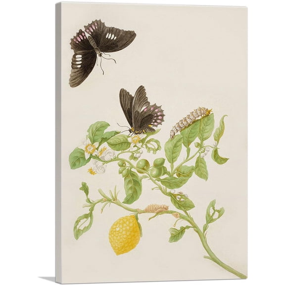 ARTCANVAS Key Lime With Ruby Spotted Swallowtail Butterfly 1702 Canvas Art Print by Maria Sibylla Merian - Size: 40" x 26" (1.50" Deep)