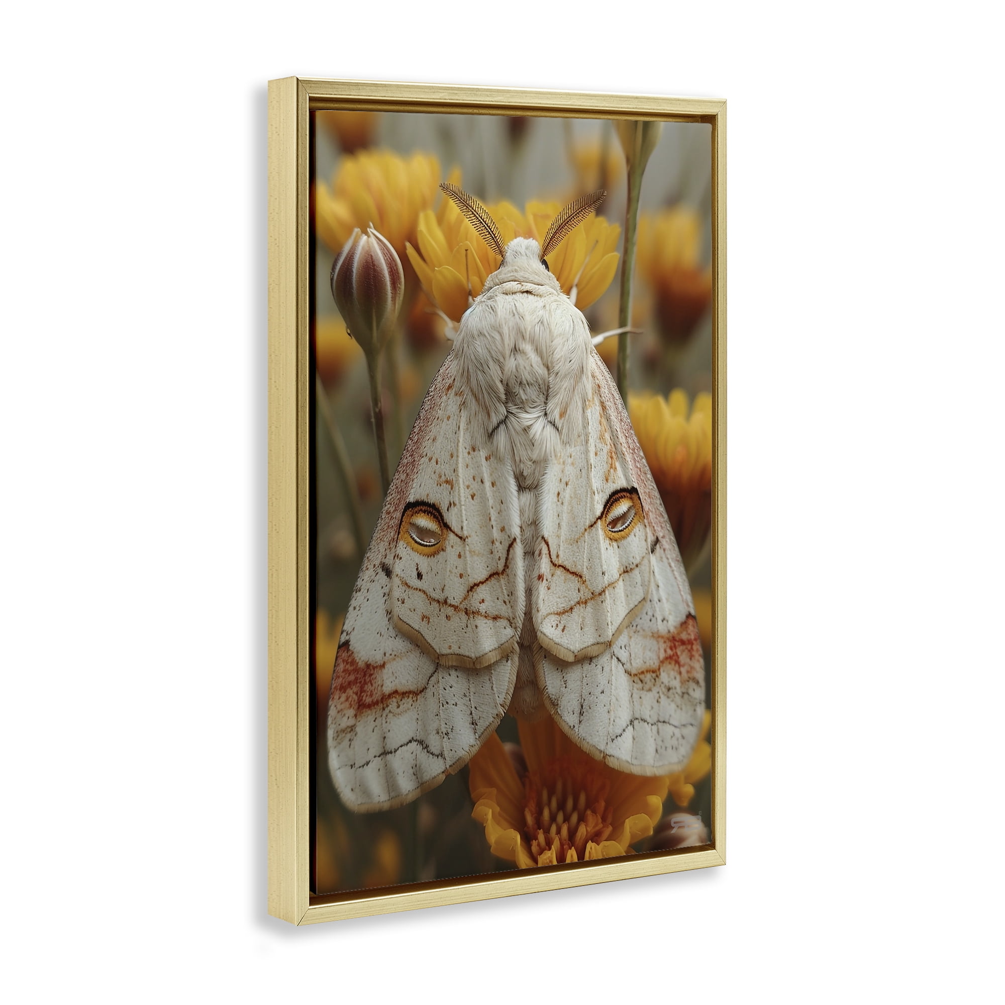 Stupell Industries Delicate Luna Moth Animals & Insects Painting Gold Floater Framed Canvas Art Print Wall Art, 17 x 25