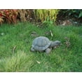 thumbnail image 1 of Tortue 10 Pouces, 1 of 3