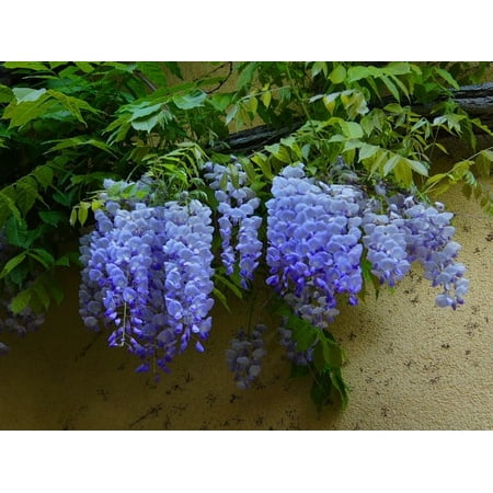 Pink Jasmine Vine - Blue Moon Wisteria Vine - Live Plant - ( QT )