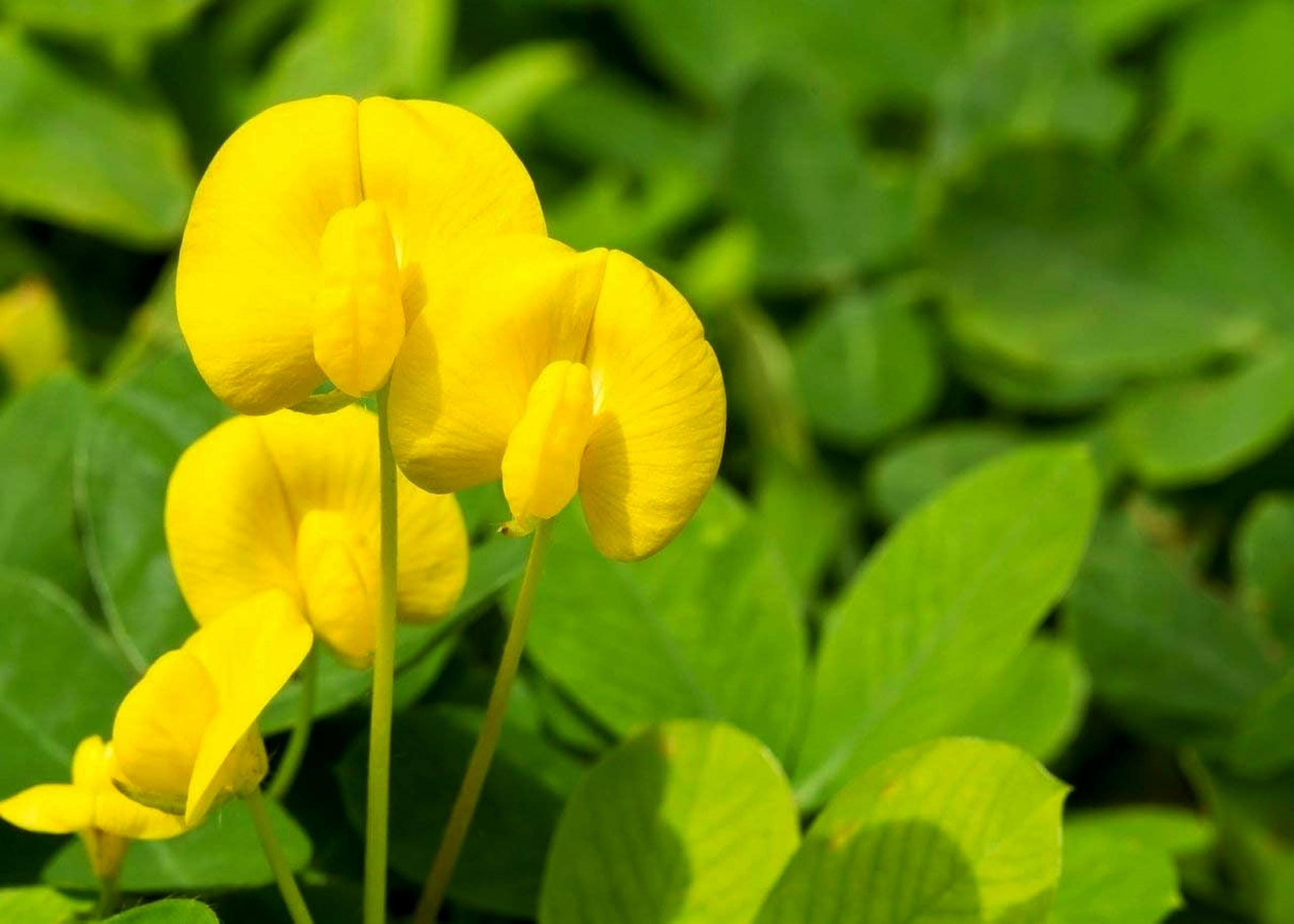 Ornamental Peanut Grass - Arachis Glabrata - 3 Live Plants in 2" Pots - Fully Rooted Drought Tolerant Ground Cover