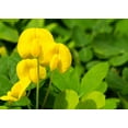 thumbnail image 2 of Ornamental Peanut Grass - Arachis Glabrata - 3 Live Plants in 2" Pots - Fully Rooted Drought Tolerant Ground Cover, 2 of 9