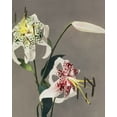 thumbnail image 2 of Kazumasa, Ogawa 12x14 White Modern Wood Framed Museum Art Print Titled - Lily XIII, 2 of 4