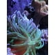 thumbnail image 3 of Tratamiento para Acuario Seachem Reef Calcio 250 ml, 3 of 3