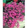 thumbnail image 1 of 200 MAGENTA PINK LOBELIA Regatta Lobelia Erinus Flower Seeds, 1 of 2