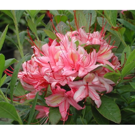 - Weston's LOLLIPOP Azalea - 2.5