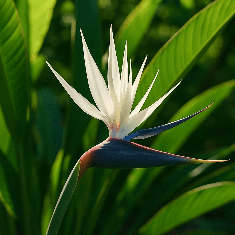 Set 2 White Bird of Paradise Plants Live for Planting, Giant Bird of Paradise Plants for Indoor Outdoor 4 to 6 Inch Tall