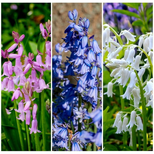 10 WOOD HYACINTH Mixed Colors English Woodland Spanish Bluebell Scilla