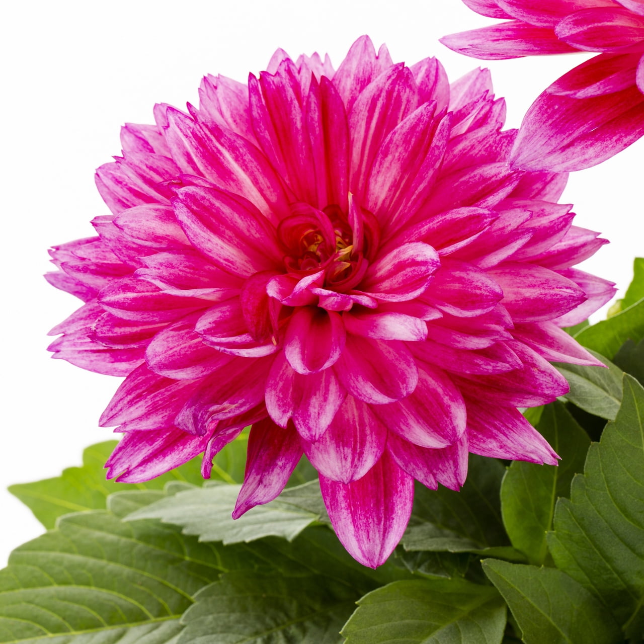 Better Homes & Gardens 2QT Pink Dahlia Live Annual Plant Sun 3-Pack