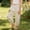A Beige, variant on ITSAME Girls Tapered Pants (12M-10Y) 100%Cotton Elastic Waist Flower Print Kids Fashion Casual Pants Beige Size 3